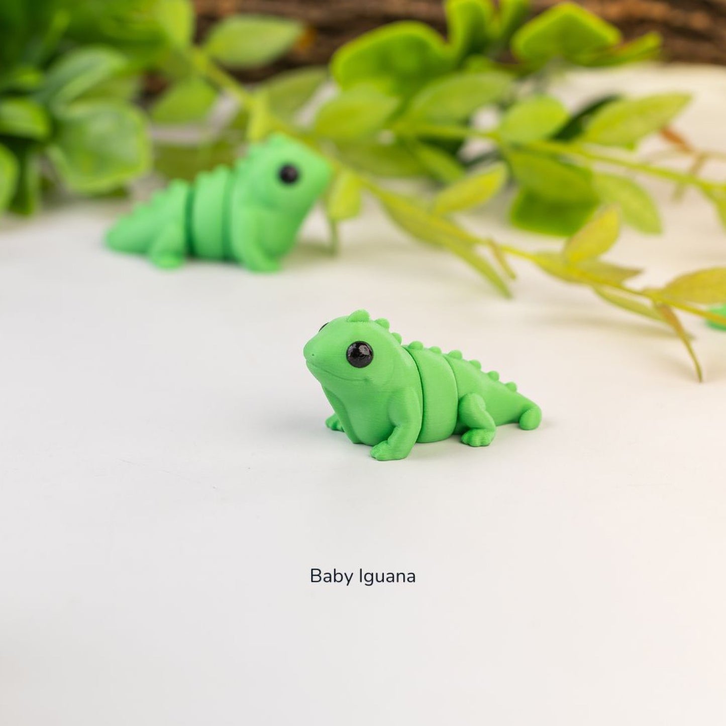 Baby Iguana alternate view 2